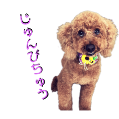 BAZUandHASHIZO