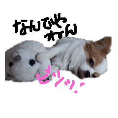 チワワのクレアちゃん2 可愛い使える日常 Line スタンプ Line Store