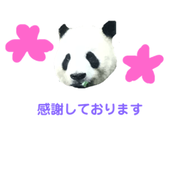 panda photos message – LINE stickers | LINE STORE