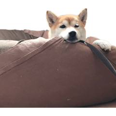 shiba1016_20190303215156