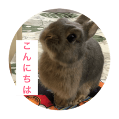 alice_20190304161825