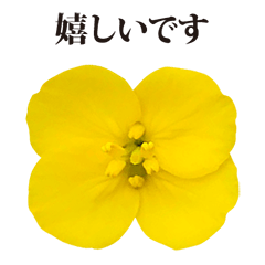 nanohana flower 4