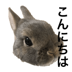 alice_20190305112907
