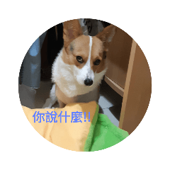 雞塊柯基