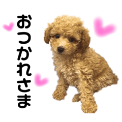 toy poodle   apricot