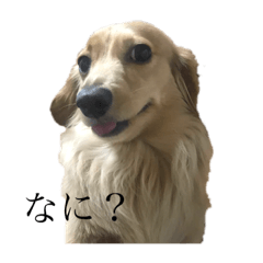 kaho_20190304233957