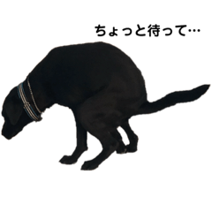 Wanko_20190304234637