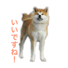 chihiro_20190304233725