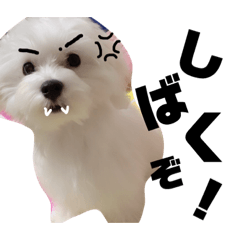rihorihodayo