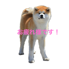 chihiro_20190305152837