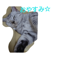 cocoa_20190305180653
