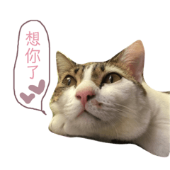 傲嬌女孩萌萌