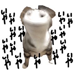 tamasima_20190304230008