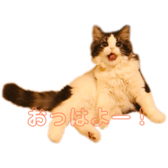 MIMI_CAT2