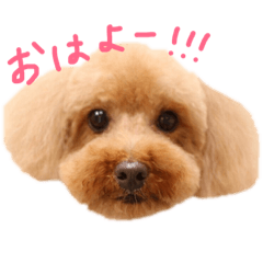 cocoa_20190306152213