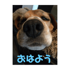 hanamomo_20190306152508