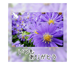 綺麗な花のおしゃれアルバム♡ゆるっと敬語