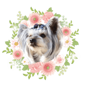 Vincent Yorkshire terrier