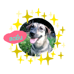 Dog_20190309202514