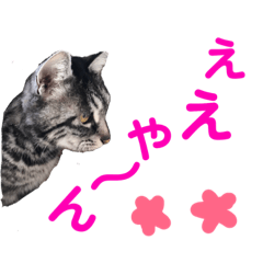 猫の写真で大阪弁と標準語両方の日常会話