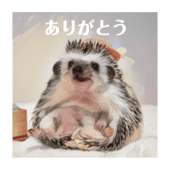 ハリネズミのカイとレイ Line スタンプ Line Store ハリネズミのカイとレイ Line スタンプ Line Store