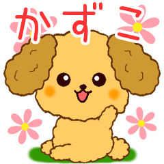Only for Toy Poodle everyday Kazuko