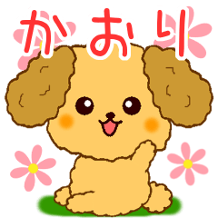 Only for Toy Poodle everyday Kaori