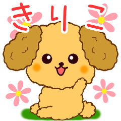 Only for Toy Poodle everyday Kiriko