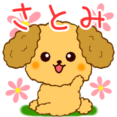 Only for Toy Poodle everyday Satomi