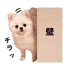 pomeranian  to  LiLi