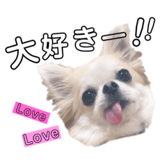 Noel the Chihuahua