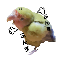 (๏‚θ‚๏)birdちゃん