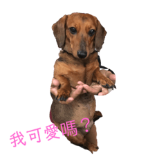 可愛的橄欖球隊員