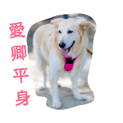 狗狗X宮廷