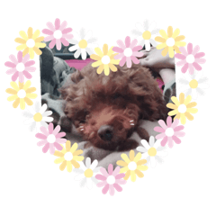 嚕嚕米與家人們