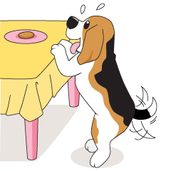 Ma-Ruay the Beagle - Beagle Dog