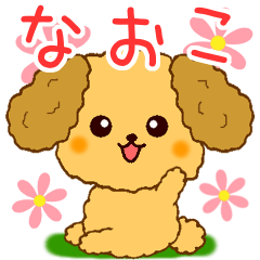 Only for Toy Poodle everyday Naoko