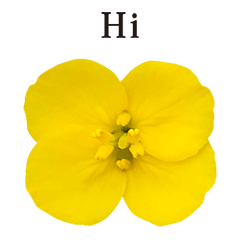 nanohana flower 5 English