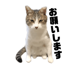 キジ白ちゃうす Line スタンプ Line Store キジ白ちゃうす Line スタンプ Line Store