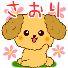 Only for Toy Poodle everyday Saori