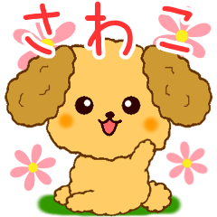 Only for Toy Poodle everyday Sawako