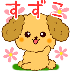 Only for Toy Poodle everyday Suzuko