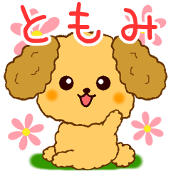 Only for Toy Poodle everyday Tomomi