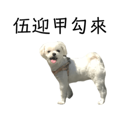 最可愛的momo(⁎⁍̴̛ᴗ⁍̴̛⁎)