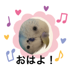 Cute bird pipi !!