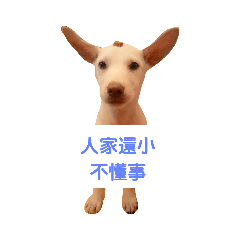 人家說養樂哆配饅頭