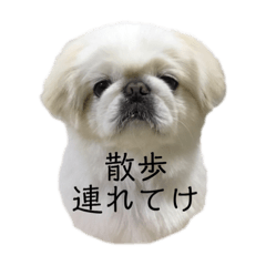 Fukusuke Pekinese