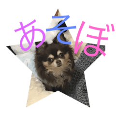 dog_kawaii