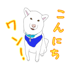 White Japanese Dog's daily