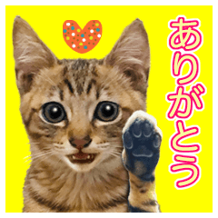 Sweet Brown tabby Cat's stickers
